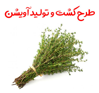 طرح کشت و تولید آویشن